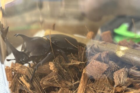 ありがとうございます！