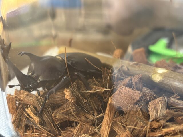 ありがとうございます！